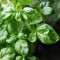Albahaca Thailandesa